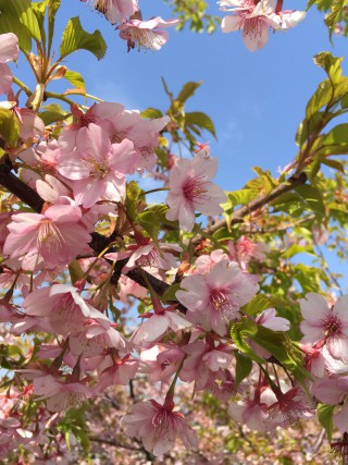 川津桜